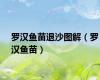 罗汉鱼苗退沙图解（罗汉鱼苗）