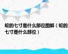 蛇的七寸是什么部位图解（蛇的七寸是什么部位）