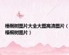 梧桐树图片大全大图高清图片（梧桐树图片）