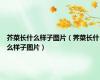 芥菜长什么样子图片（荠菜长什么样子图片）