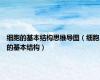 细胞的基本结构思维导图（细胞的基本结构）