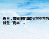 近日，曾搁浅在海南省三亚市的鲸鱼“海棠”...