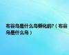 布谷鸟是什么鸟孵化的?（布谷鸟是什么鸟）