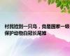 村民捡到一只鸟，竟是国家一级保护动物白冠长尾雉