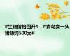 #生猪价格回升#，#青岛卖一头猪赚约500元#