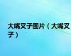 大嘴叉子图片（大嘴叉子）