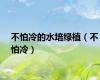 不怕冷的水培绿植（不怕冷）