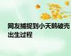 网友捕捉到小天鹅破壳出生过程