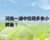 河南一湖中惊现多条小鳄鱼！