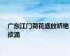 广东江门荷花盛放娇艳欲滴