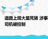 道路上现大量死猪 涉事司机被控制