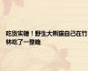 吃货实锤！野生大熊猫自己在竹林吃了一整晚