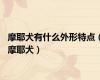 摩耶犬有什么外形特点（摩耶犬）