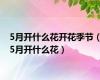 5月开什么花开花季节（5月开什么花）
