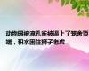 动物园被淹孔雀被逼上了笼舍顶端，积水困住狮子老虎