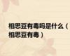 相思豆有毒吗是什么（相思豆有毒）