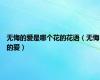 无悔的爱是哪个花的花语（无悔的爱）