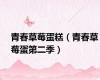 青春草莓蛋糕（青春草莓蛋第二季）