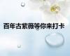 百年古紫薇等你来打卡