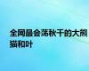 全网最会荡秋千的大熊猫和叶