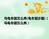 乌龟冬眠怎么养(龟冬眠步骤)（乌龟冬眠怎么养）