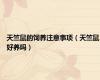 天竺鼠的饲养注意事项（天竺鼠好养吗）