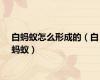 白蚂蚁怎么形成的（白蚂蚁）