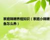 家庭锦鲤养殖知识（家庭小锦鲤鱼怎么养）