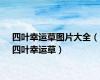 四叶幸运草图片大全（四叶幸运草）