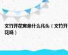 文竹开花寓意什么兆头（文竹开花吗）