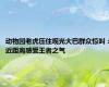 动物园老虎压住观光大巴群众惊叫：近距离感受王者之气