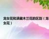 龙女花和滇藏木兰花的区别（龙女花）