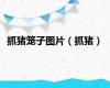 抓猪笼子图片（抓猪）